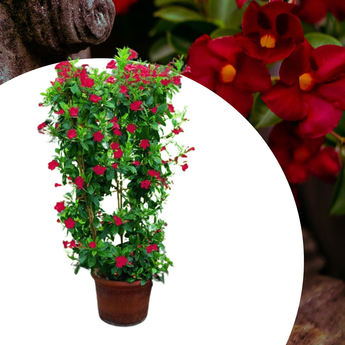 150 Semillas De Mandevilla Laxa – Planta Trepadora Resistente Para Jardín Y Balcón