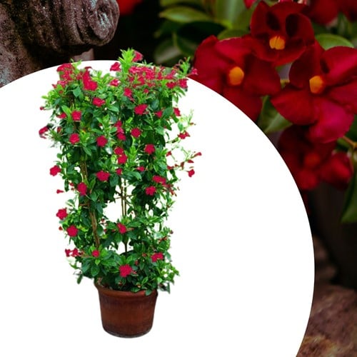 Mandevilla / Dipladenia - Jasmin du Brésil rouge (Plantes en Pot)