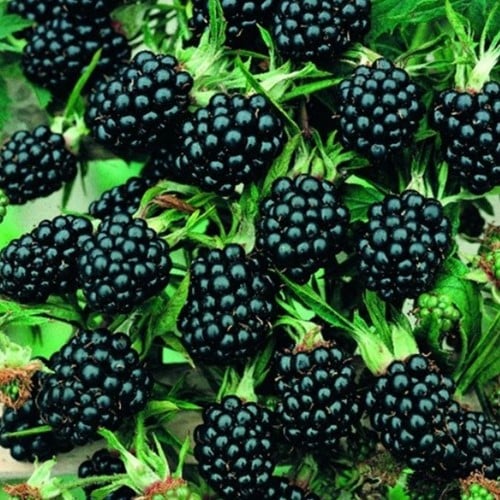Mûrier sans épines - Rubus ulmifolius