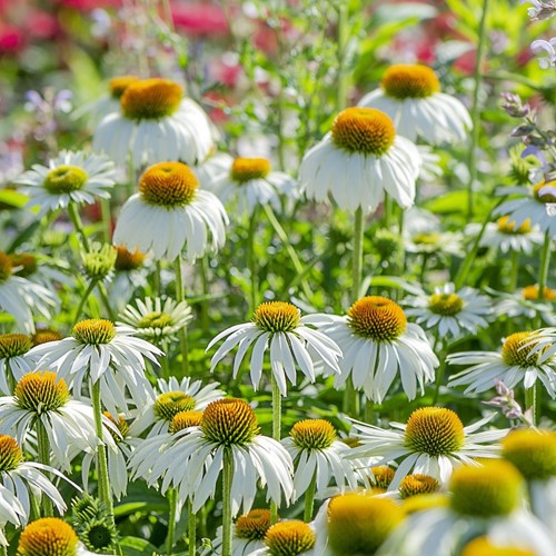 Echinacea Alba - L'échinacée