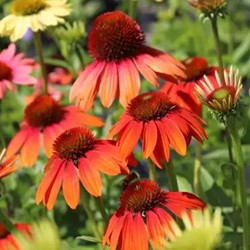 Echinacea Cheyenne Spirit - L'échinacée