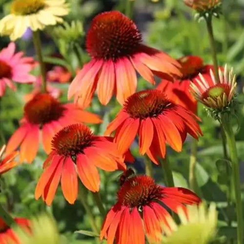Echinacea Cheyenne Spirit - L'échinacée
