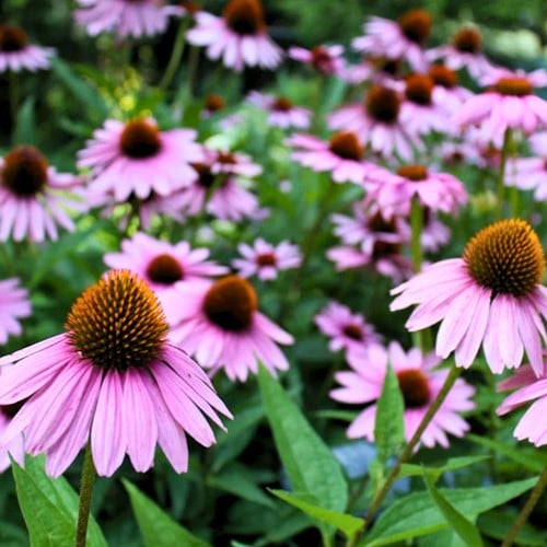Echinacea Purpurea