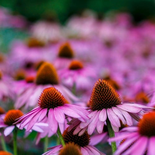 Echinacea Purpurea - L'échinacée