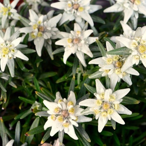 Leontopodium Alpinum - Edelweiss (Pack de six)
