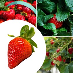 20x plants de Fraisier Elsanta - Fragaria