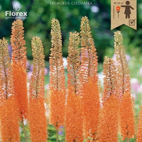 Eremurus Cleopatra – Aiguille de Cléopatre