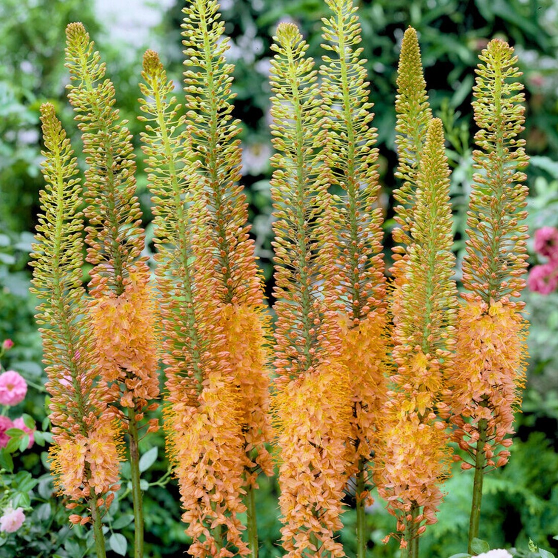 eremurus-cleopatra-naald-van-cleopatra-les-bulbes-a-fleurs