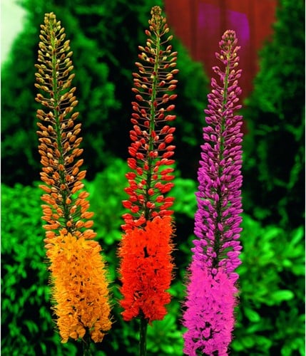 Lys des Steppes en Mélange - Eremurus