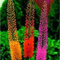 Lys des Steppes en Mélange - Eremurus