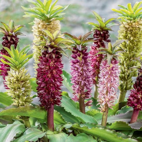 Eucomis Mix - Lys Ananas