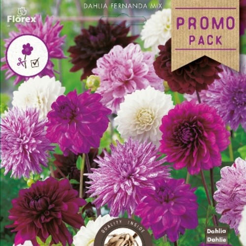 Dahlias Fernanda en Mélange