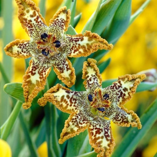 Ferraria Crispa – Iris étoile de mer