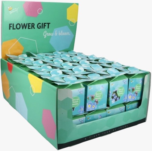 Buzzy Flower Gift Ne m’oubliez pas – Myosotis. Présentoir 48x