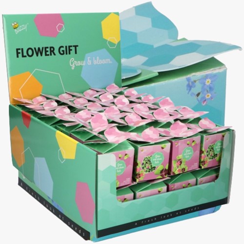Buzzy Flower Gift Trèfle à 4 feuilles – Trifolium. Présentoir 48x
