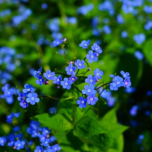 Ne m'oubliez pas - Myosotis Paquets de semences personnalisés - 20 pièces-3