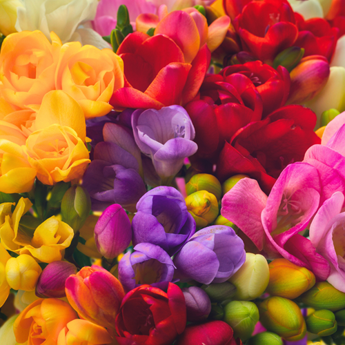 Freesias Doubles en Mélange