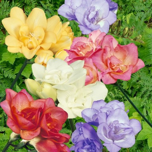 Freesia Double