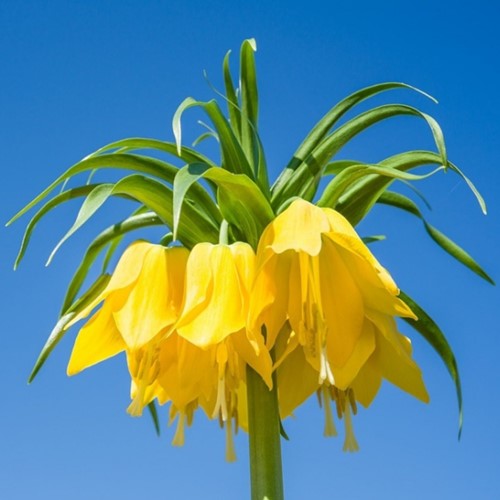 Fritillaire Impériale Lutea - Fritillaria Imperialis