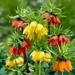 Fritillaire Impériale Mélange