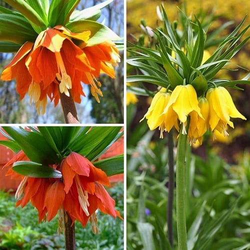 Fritillaire Impériale Mélange