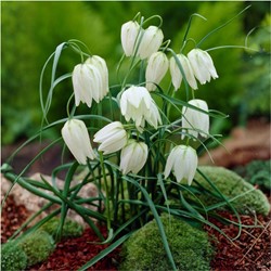 Fritillaire Meleagris Alba - Pintade