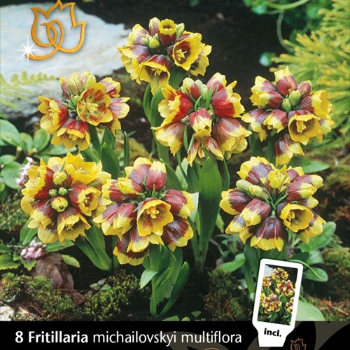 Fritillaire Michailovsky multiflora