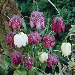 Fritillaire Meleagris Mélange - Pintade