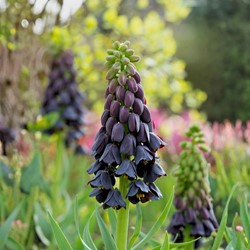 Fritillaria Persica (En Vrac)