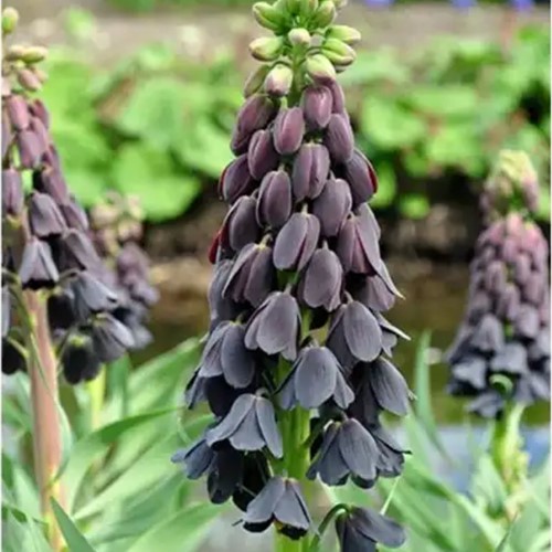 Fritillaria Persica (En Vrac)
