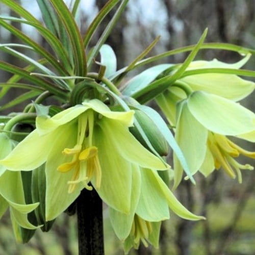 Fritillaria raddeana - Fritillaire