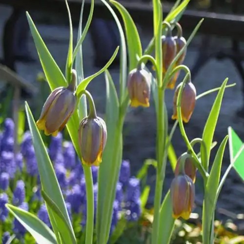 Fritillaire Uva Vulpis