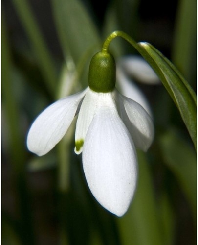 Perce-Neige Elwesii - Galanthus
