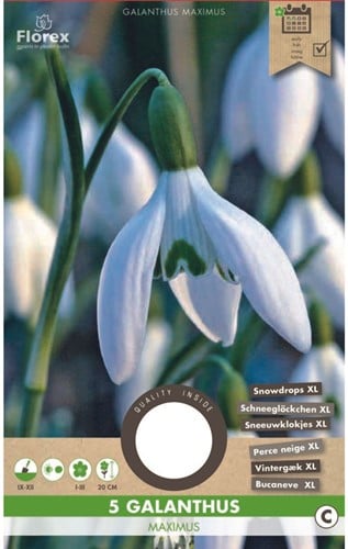 Galanthus Maximus – Perce neige