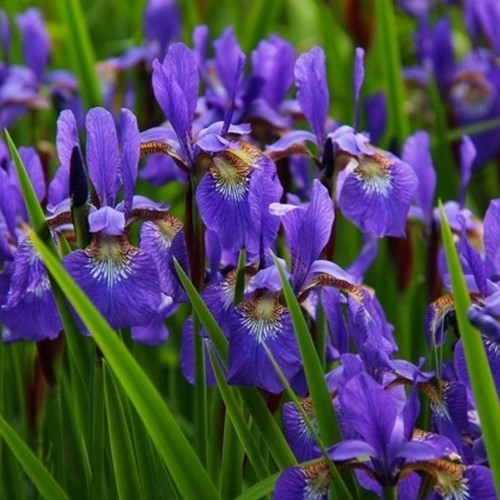 Iris d'Allemagne Alcazar - Iris Germanica (Pack de six)