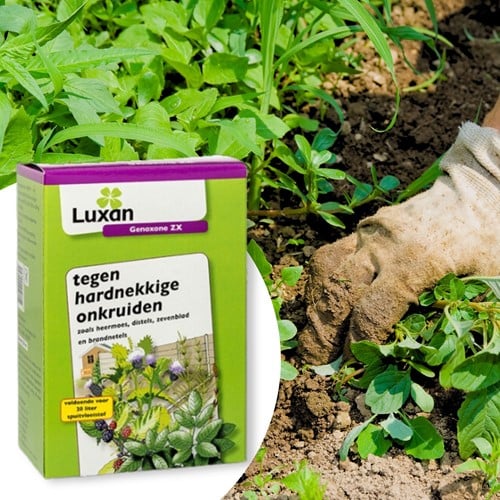 Genoxone ZX contre les mauvaises herbes tenaces 250 ml – Luxan (Remplace Primstar & Gazon net)