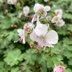 Geranium Cantabrigiense Biokovo - Géranium