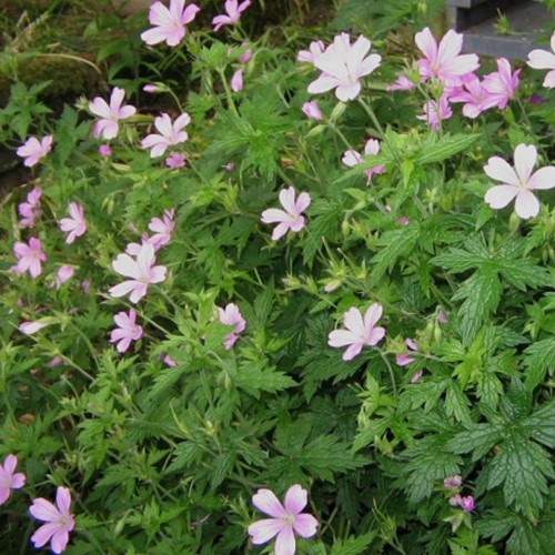Géranium Endressii - Geranium