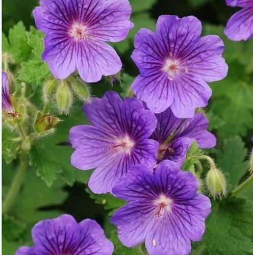 Géranium Rozanne - Geranium