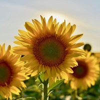 Zonnebloem zakjes persoonlijk bedrukt - 100 stuks-3
