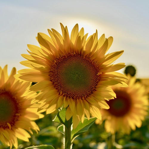 Zonnebloem zakjes persoonlijk bedrukt - 250 stuks-3