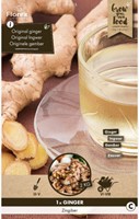 Racine de gingembre - Zingiber officinalis