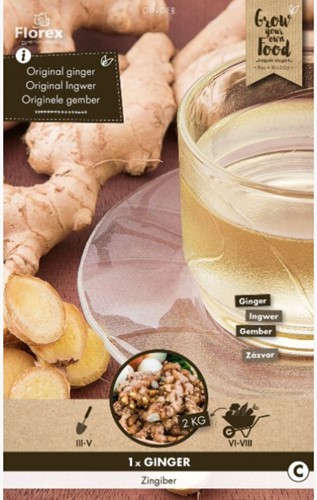 Racine de gingembre - Zingiber officinalis
