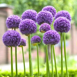 Allium Gladiator