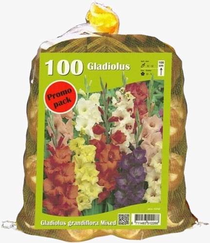 Glaïeul en Melange (Emballage économique)
