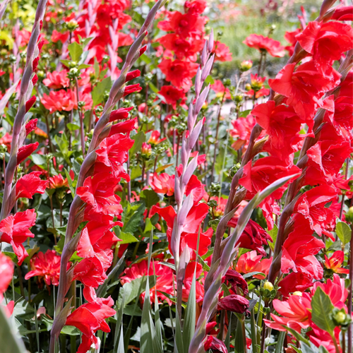 Glaïeuls Rouges - Gladiolus Traderhorn