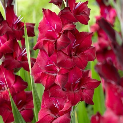 6x Gladiolus Black Star - Glaïeul 