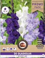 Gladiolus Bolero Mix - Gladiool