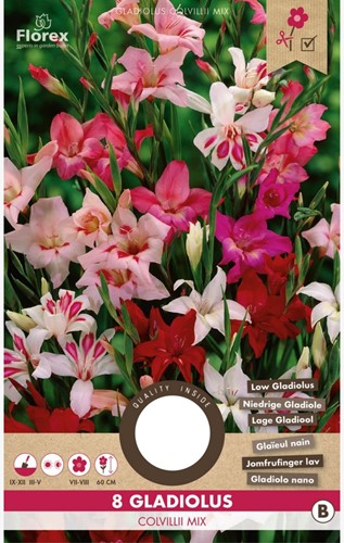 Mélange Glaïeul Colvillii – Gladiolus