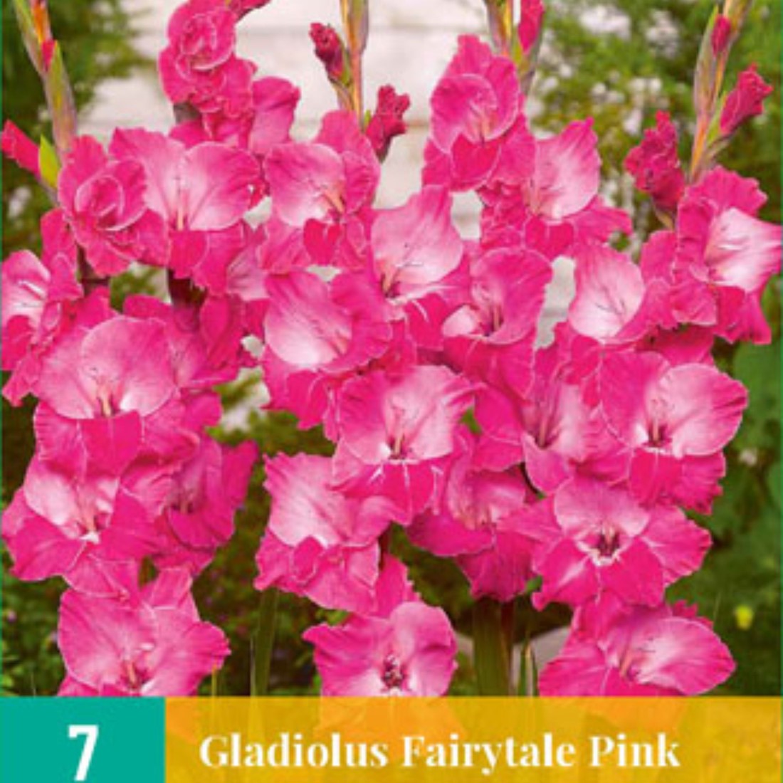 Gladiolus Fairytale Pink Glaieul